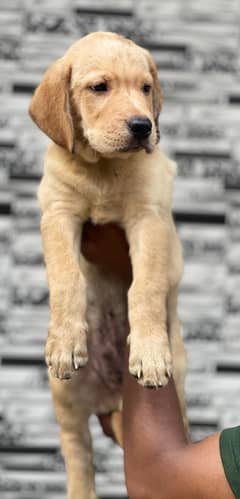 Labrador