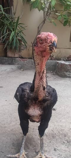 kandhari aseel qandhari afghani aseel parrot beak