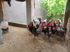 hen