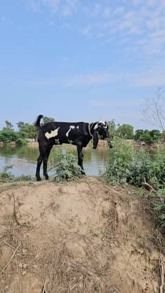 1 Desi Bakri, 1 Desi leli, 1 Desi lela Breader type for sale