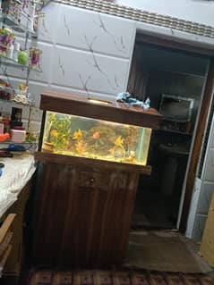 fish aquarium  big size