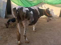 Jersey Friesian crow cow