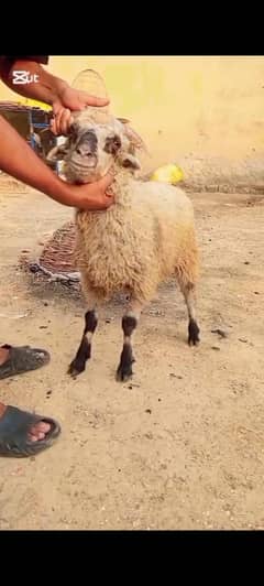 sheep