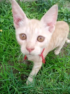 Arabian Mau