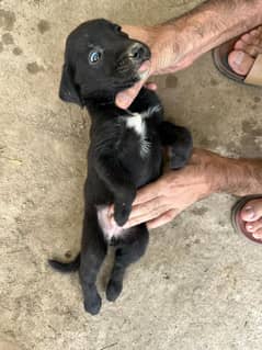 Labara dog black