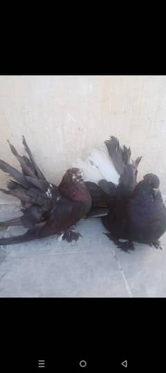 pigeons