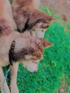Husky