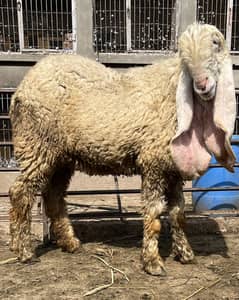 Kajli female