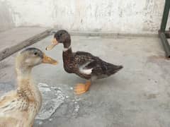 ducks for sale