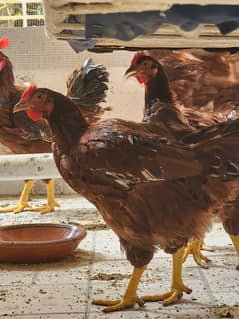 RIR hens. age 4 months