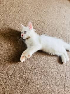 Kitten