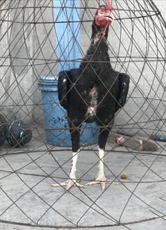 pure aseel Pakistani chicks for sale