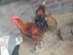 male hen