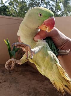 kashmiri pahari parrot