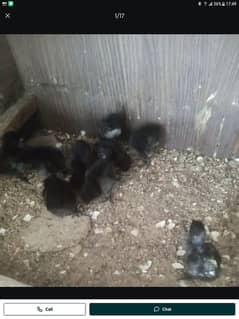 ayam cemani