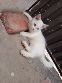 Catts
