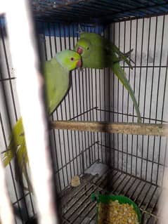 Talking