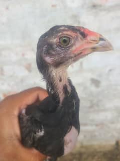 Pure Thai Aseel Chicks