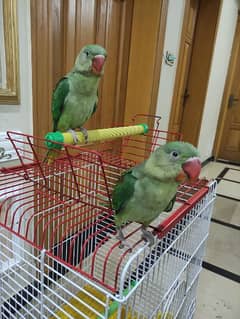 raw parrots pair