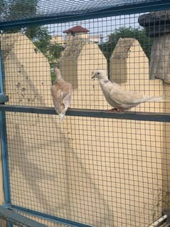 Khumra or dove