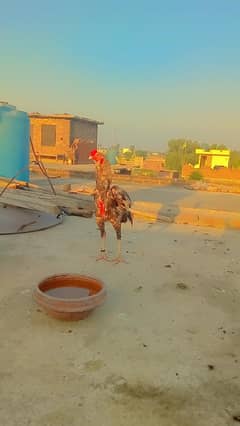 Asseel Murga for sale