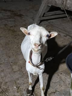 Burberry tedi gullabi bkri/goat/sheep