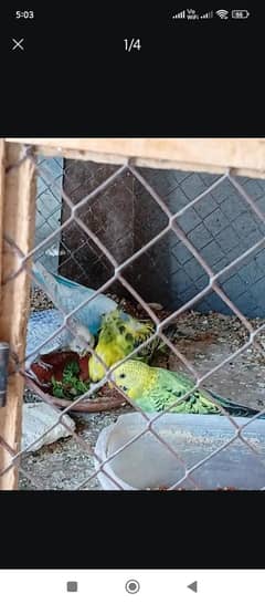 Budgie