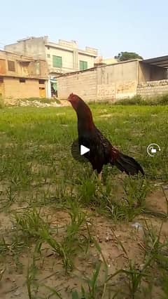 mianawali aseel