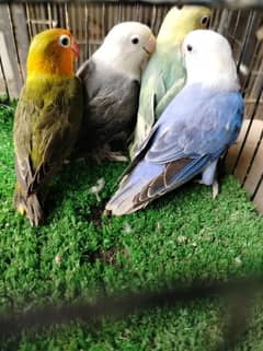 HIGH QUALITY LOVE BIRDS HOME BREED BEAUTIFUL COLOURS