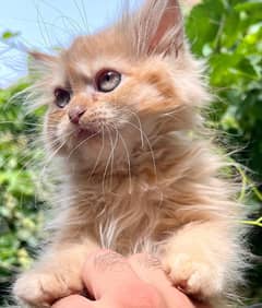 persian