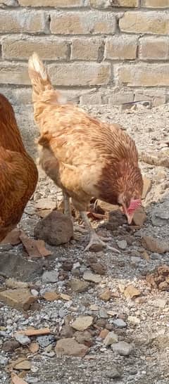 مصری مرغی for sale ande b dete ha