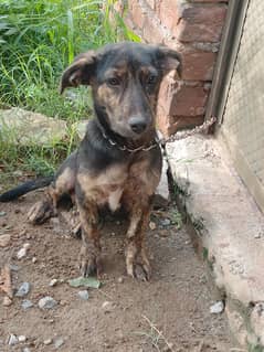 lebrador dog
