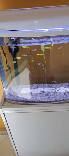 Redtail tetra rummy nose tetra