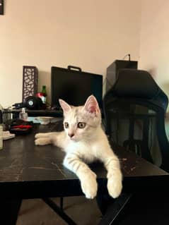 cat / Persian cat