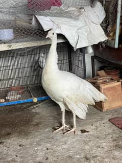white breeder female
