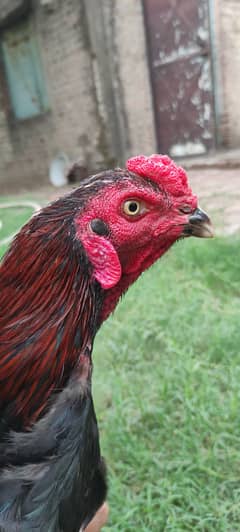 Thai Aseel Male