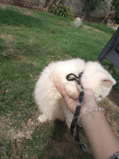 Female Persian Cat Triple Coat For Sale