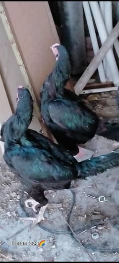 pure aseel mushki Thai breed kurak  2 hens  6500 per piece