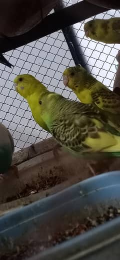 birds sale