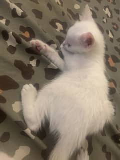 Turkish kittens