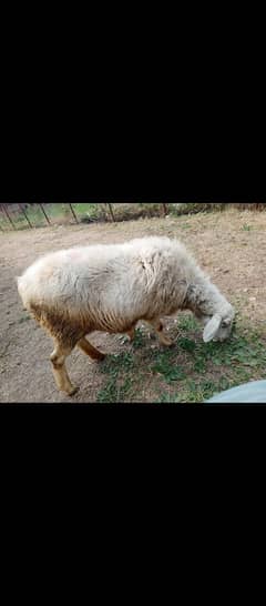 sheep for sale