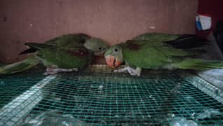 Raw Chicks Healthy active