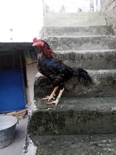 Aseel Hen