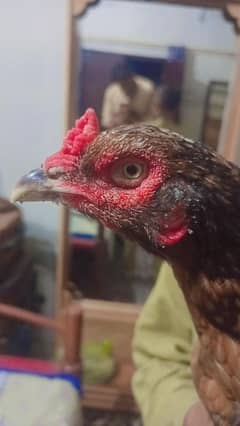 sindhi aseel murgi for sale