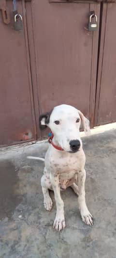 pure bully gultair male baby 5months urgent sale