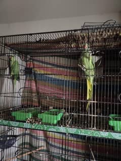 Green Ringneck Breeding Pair For Sale.
