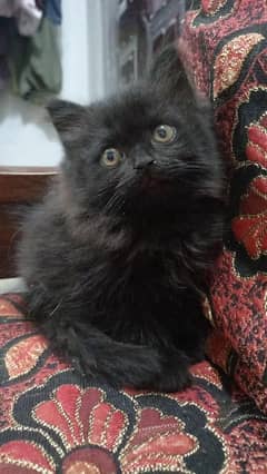 Cute 50 Days Persian Kitten (Female) – Jet Black Coat" 