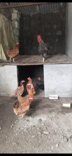 chicken. Egg laying English breeds