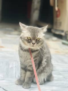 Grey color very beautifull male