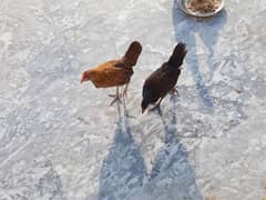 5 Hens and a big cage for sale urgent sale
